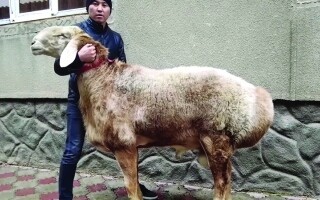 Таджикский пастух разводит исключительно тяжелорослых овец